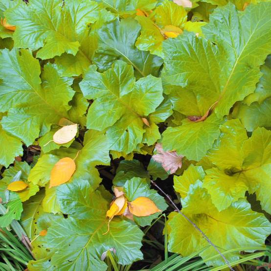 Acanthus mollis Hollards Gold - Acanthe dorée Godet de 8/9 cm