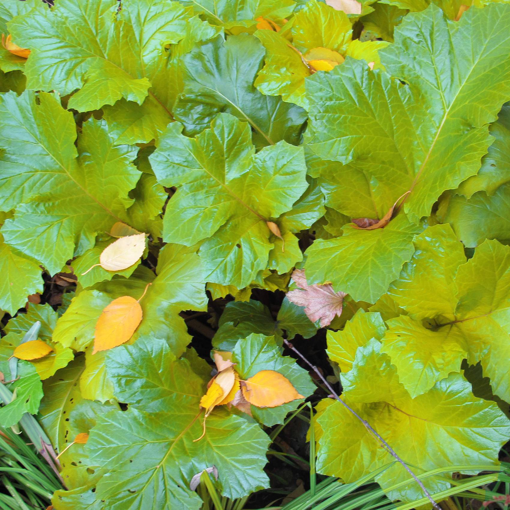 Acanthus mollis Hollards Gold - Acanthe dorée Godet de 8/9 cm