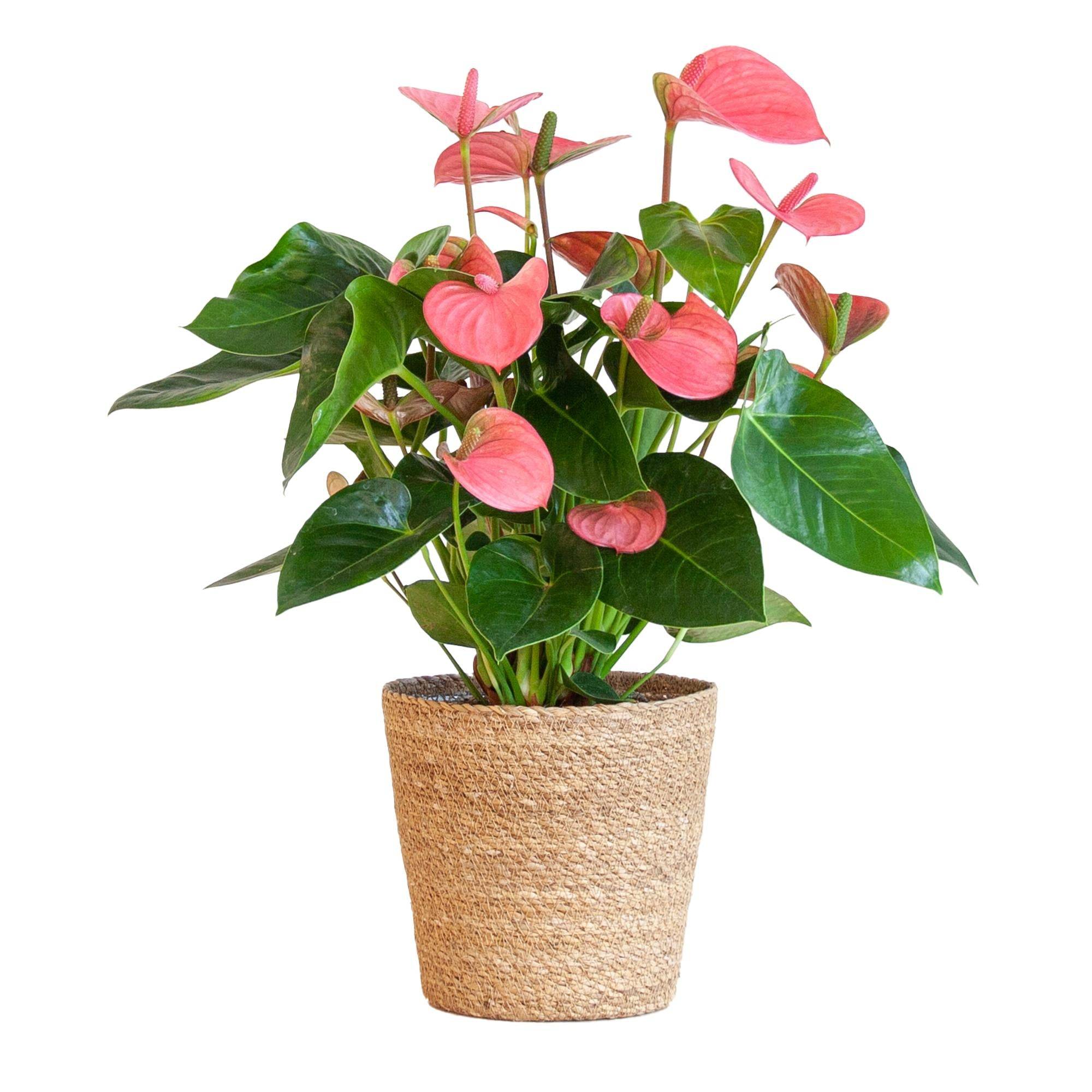 Anthurium Rose et son pot- La Green Touch Panier naturel - Hauteur 55cm