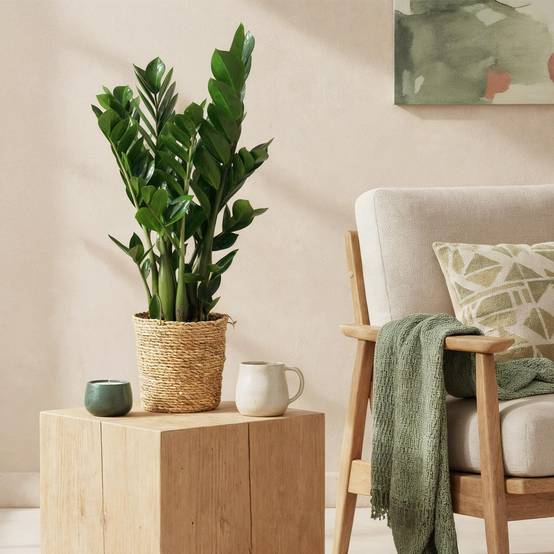 La Green Touch - Zamioculcas - D17 H75cm - Image 1