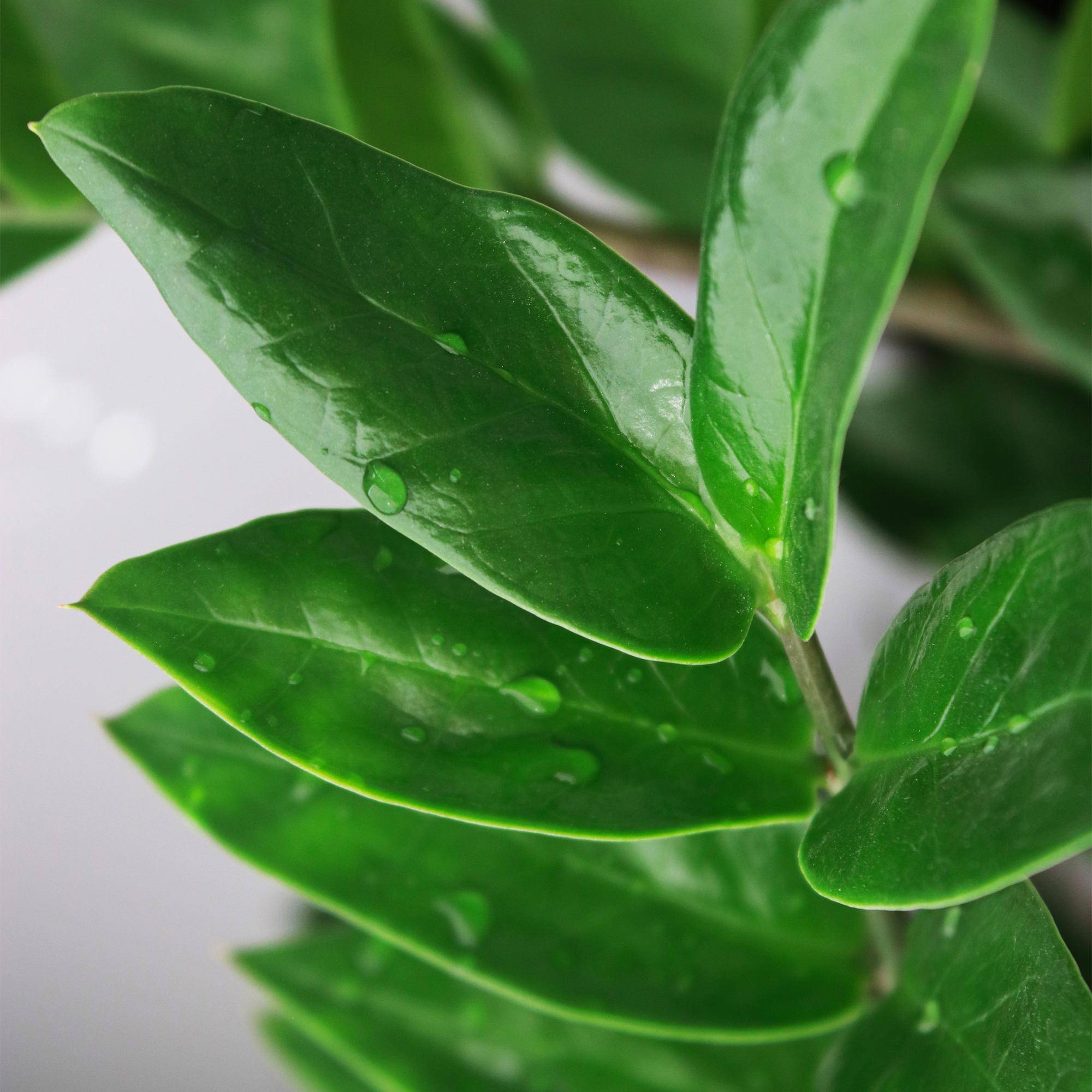 La Green Touch - Zamioculcas - D17 H75cm - Image 5