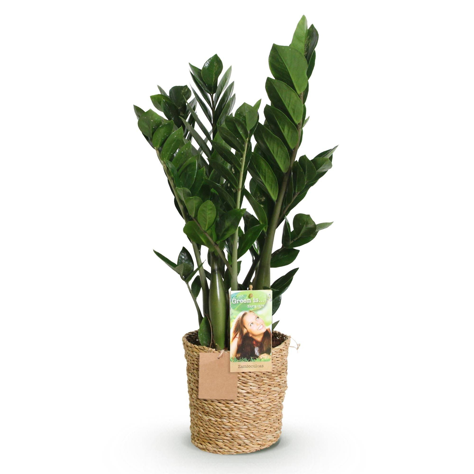 La Green Touch - Zamioculcas - D17 H75cm - Image 3