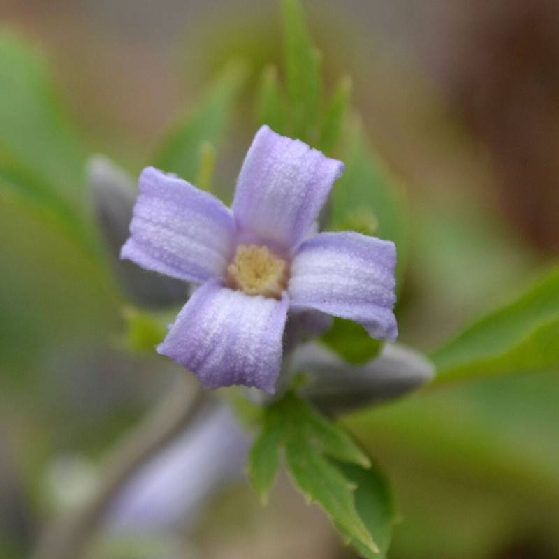 Clématite heracleifolia Côte d'Azur à fleurs Bleue - feuillage Caduc - Godet - 5/20 cm-  hauteur à maturité De 1,00 m à 1,50 m - Imagen 1