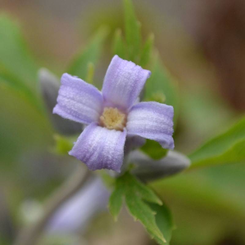 Clématite heracleifolia Côte d'Azur à fleurs Bleue - feuillage Caduc - Godet - 5/20 cm-  hauteur à maturité De 1,00 m à 1,50 m - Imagen 5