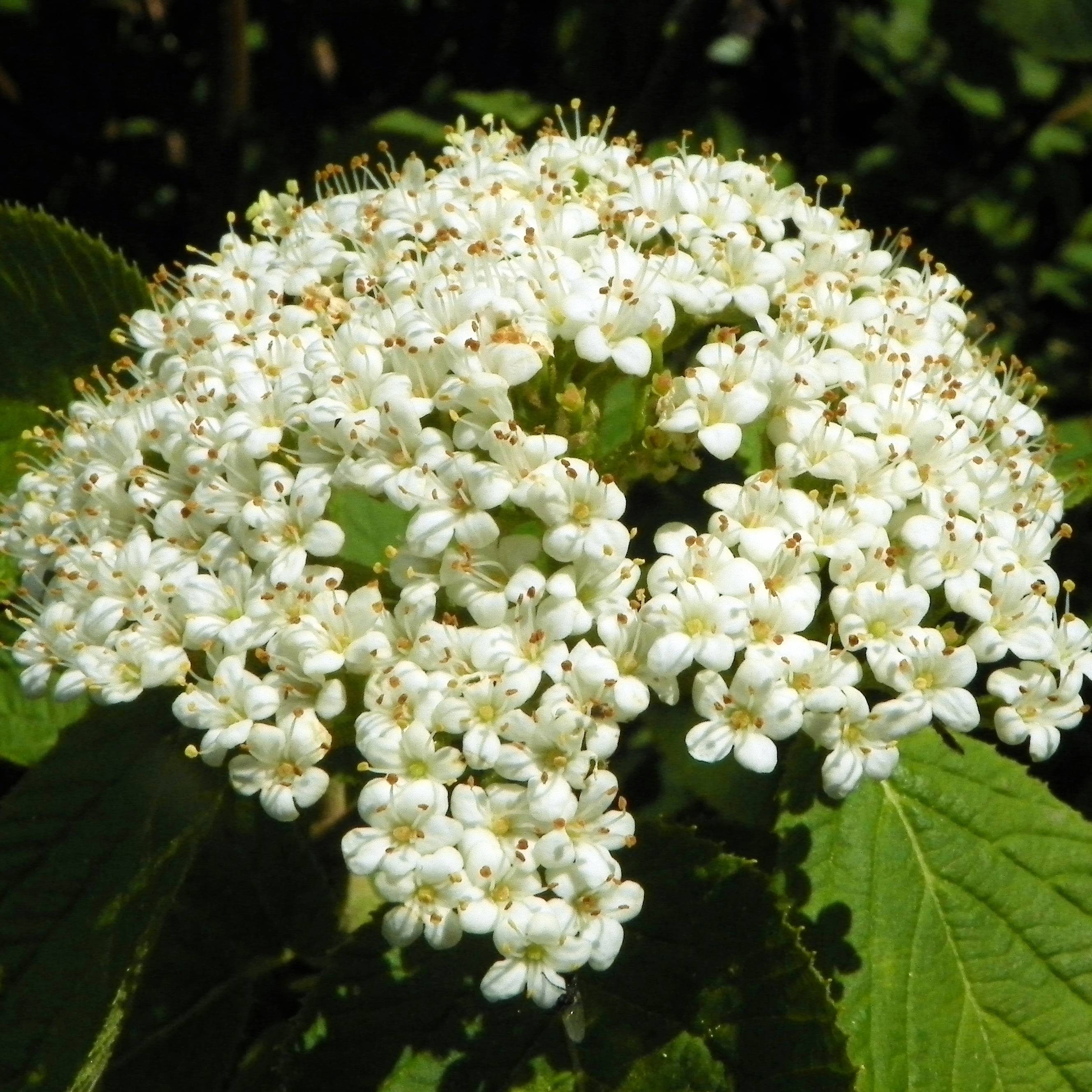 Promesse de Fleurs - Viorne lantane -  Viburnum lantana Godet de 8/9 cm