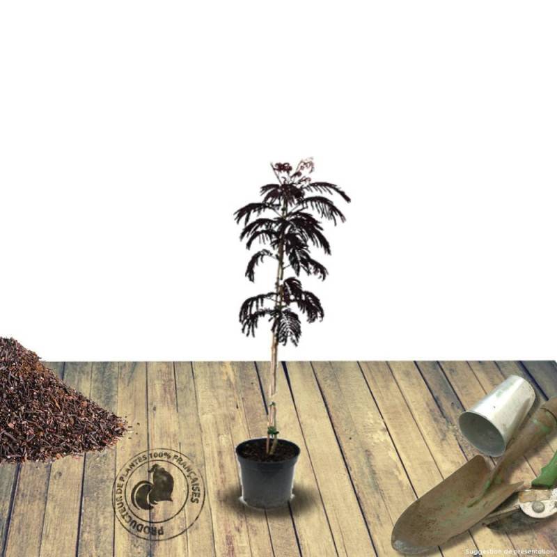 Arbre à soie Summer Chocolate, Albizia à fleurs Rose - feuillage Caduc - Pot de 4L - 40/60 cm-  hauteur à maturité De 5,00 m à 10,00 m - Imagen 2