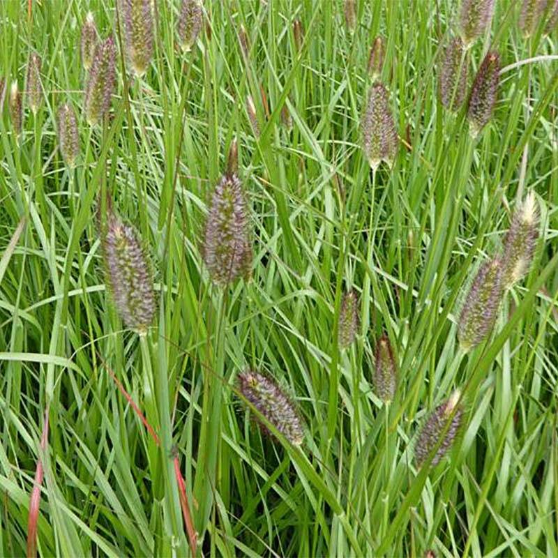 Promesse de Fleurs - Pennisetum massaicum Red Bunny Tail Godet de 8/9 cm