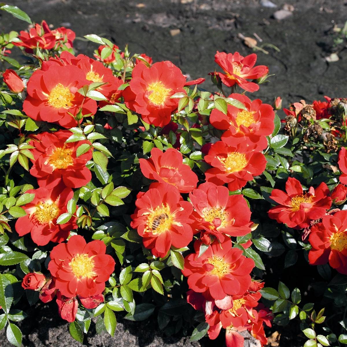Promesse de Fleurs - Rosier Bee's Paradise Light Red Pot de 3L/4L