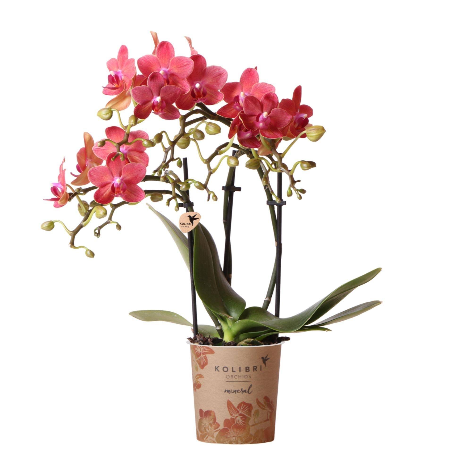 La Green Touch - Offre Spéciale : 4 Orchidées Phalaenopsis Rouges Congo Cm - H35cm - Image 2