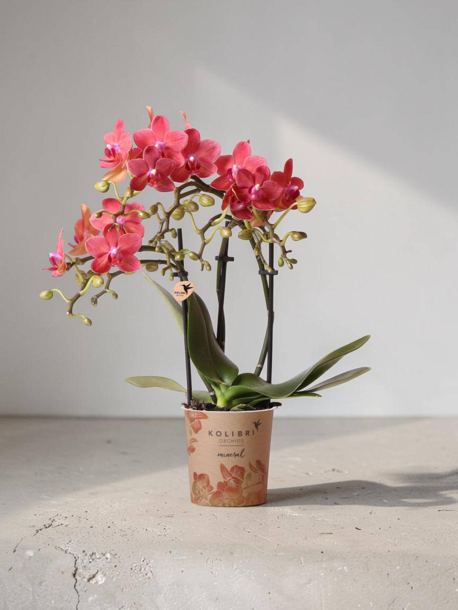 La Green Touch - Offre Spéciale : 4 Orchidées Phalaenopsis Rouges Congo Cm - H35cm - Image 1