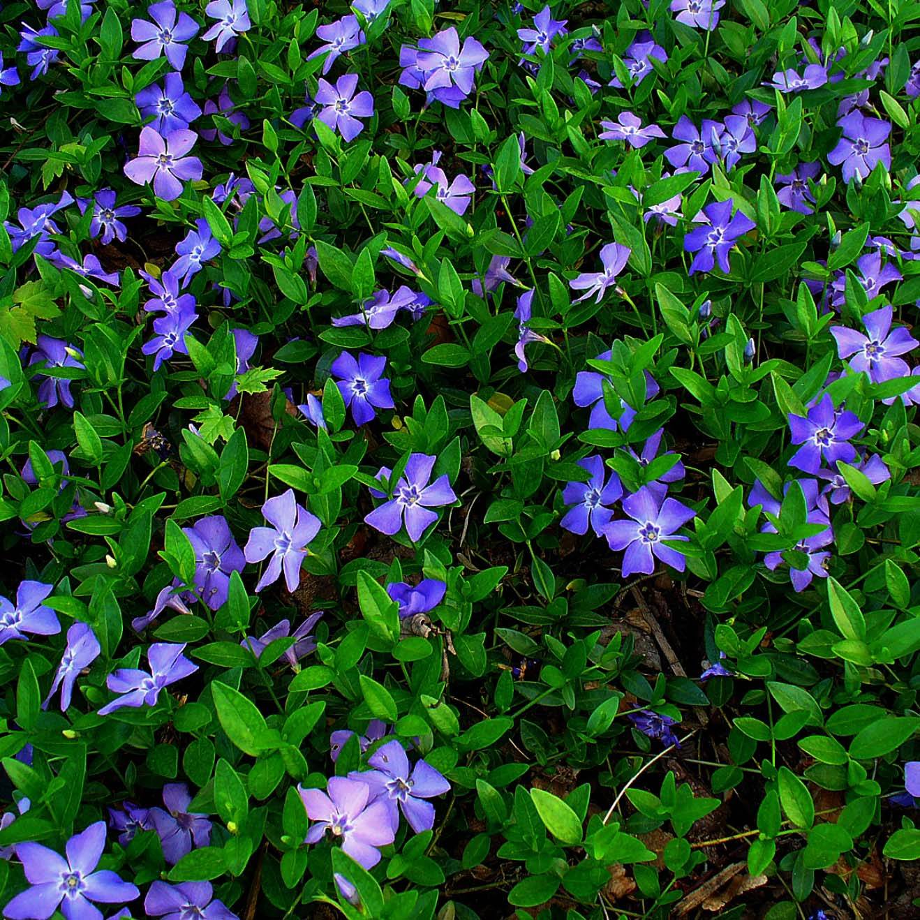 Promesse de Fleurs - Vinca minor- Petite pervenche Godet de 7/8 cm
