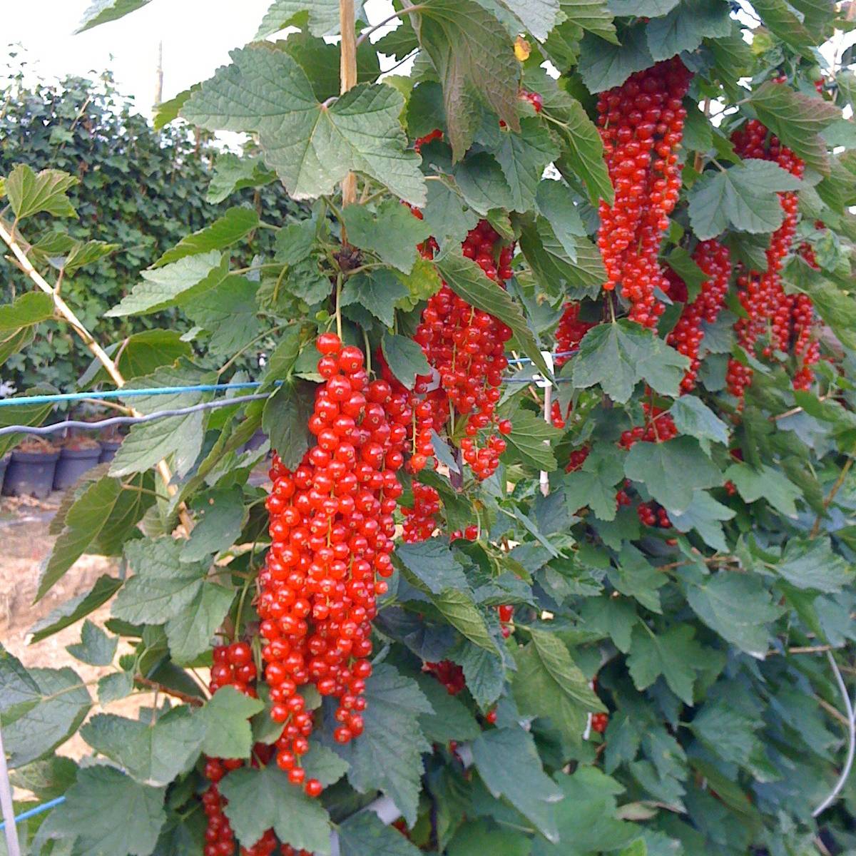 Promesse de Fleurs - Groseillier à grappes Rovada Pot de 1,5L/2L, Buisson