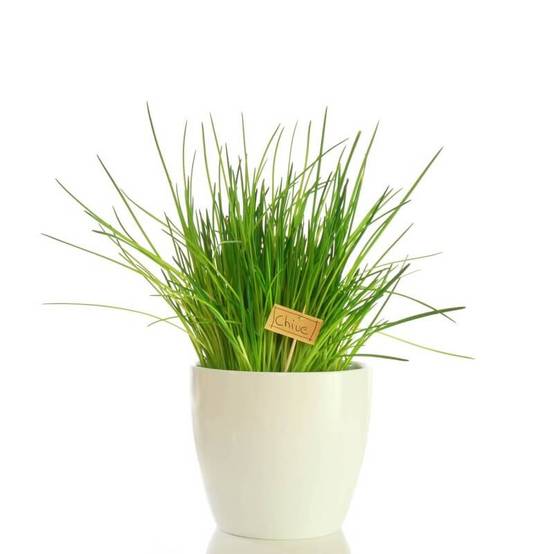 Ciboulette (Allium Schoenoprasum) - Godet - Taille 10cm - Pépinières Naudet - Image 2