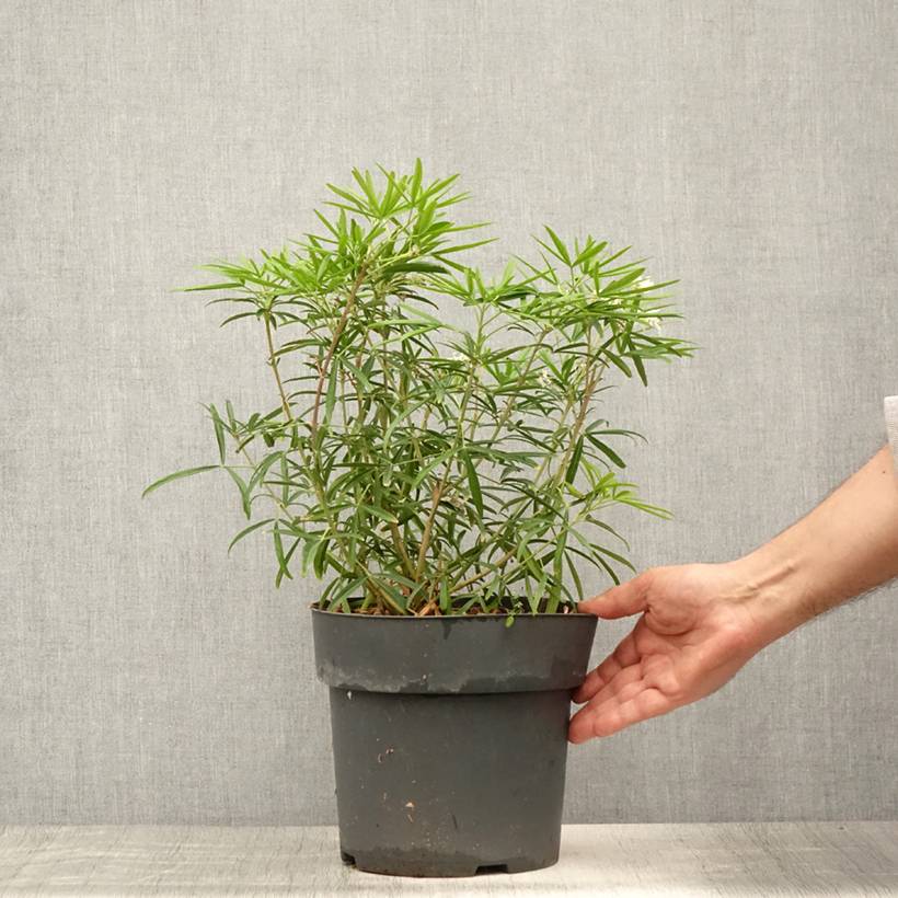 Choisya Aztec Pearl - Oranger du Mexique Pot de 4L/5L - Image 2