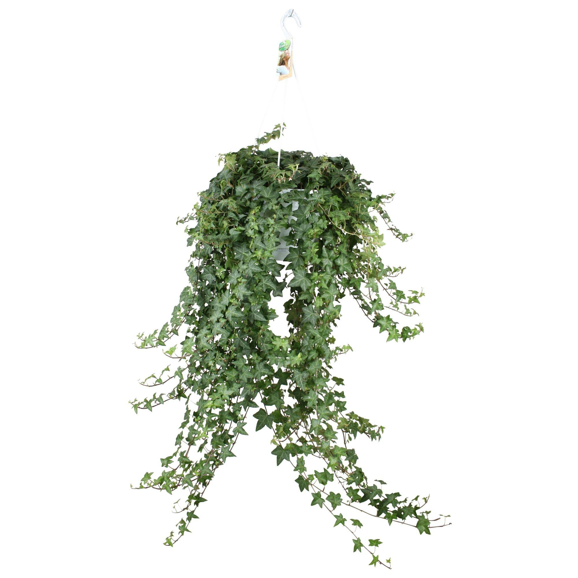 Hedera Helix Pitsburg - D24