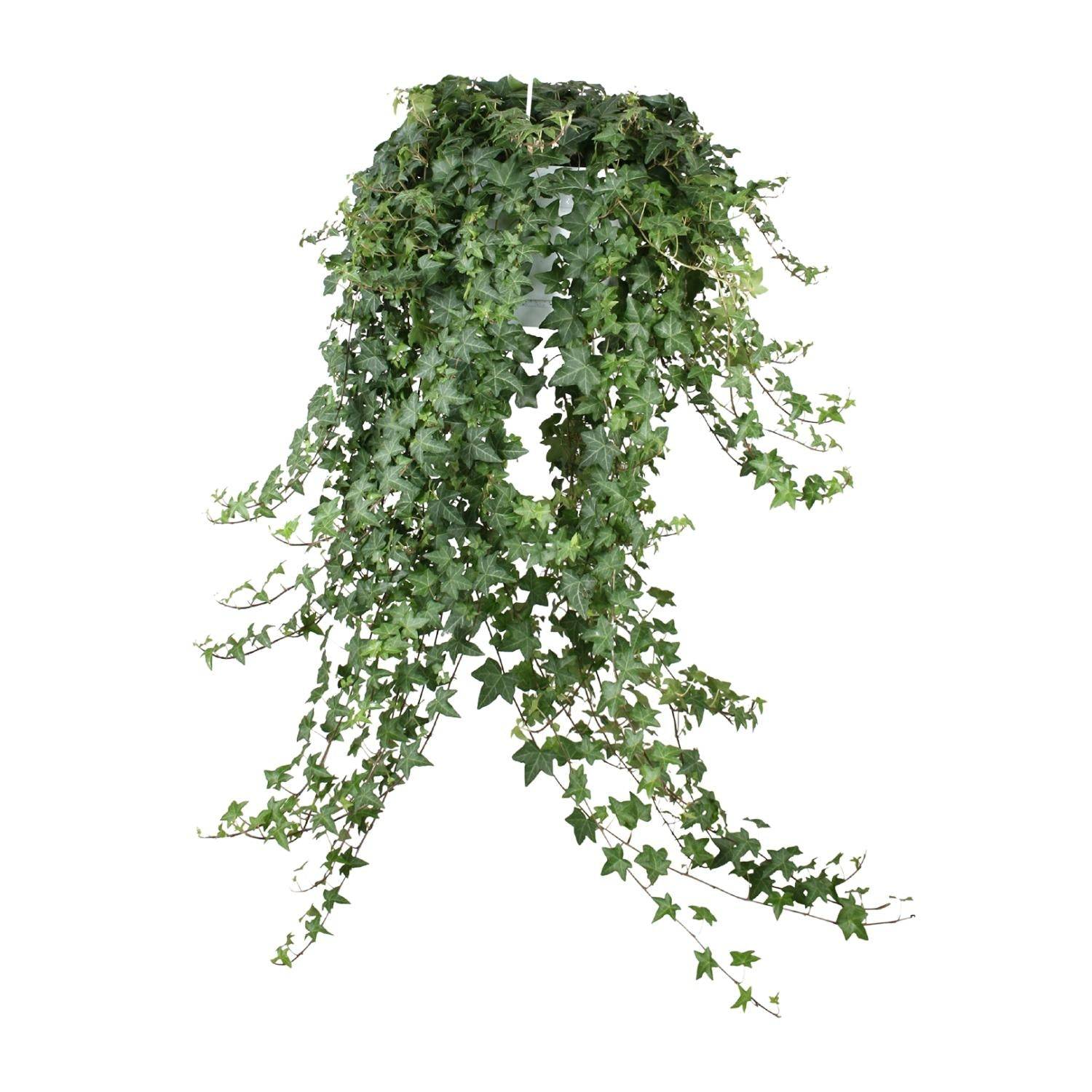 La Green Touch - Hedera Helix Pitsburg - D24 - Image 2