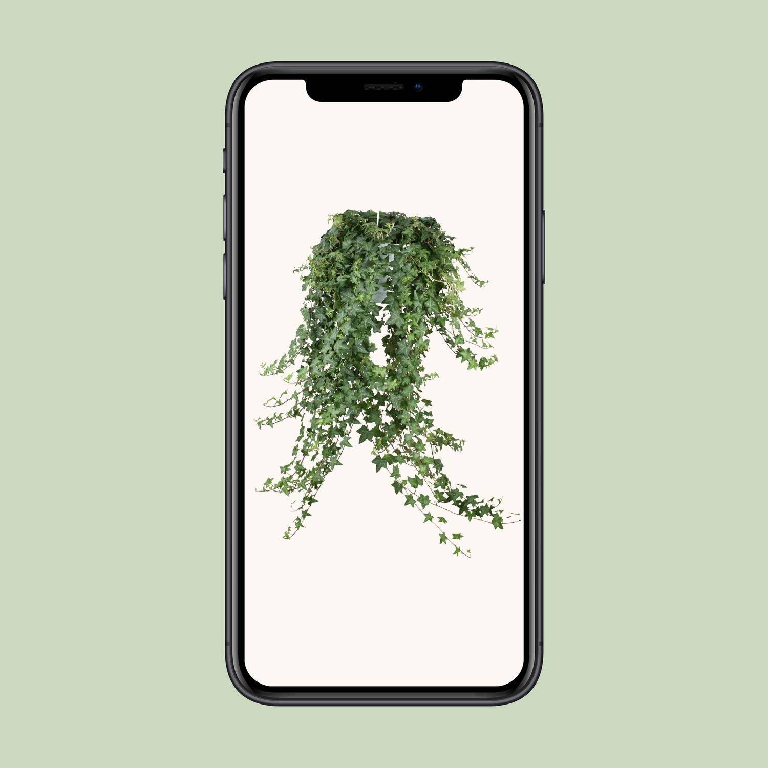 La Green Touch - Hedera Helix Pitsburg - D24 - Image 6