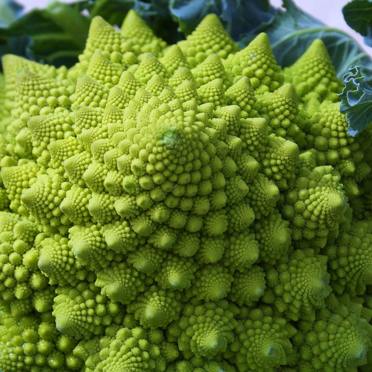 Chou Brocoli Romanesco le sachet de 200 graines environ (1g)