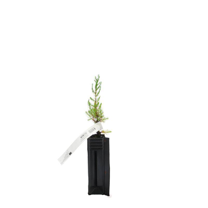 Genévrier de Phénicie (Juniperus phoenicea) - Godet - Taille 13/25cm - Pépinières Naudet - Image 2
