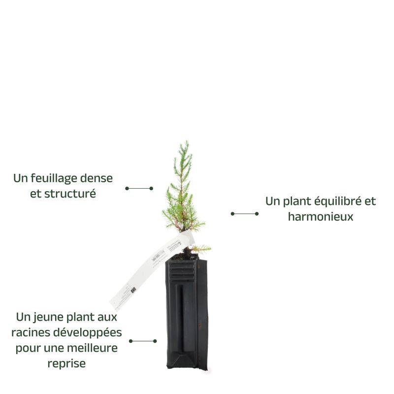 Genévrier de Phénicie (Juniperus phoenicea) - Godet - Taille 13/25cm - Pépinières Naudet - Image 3