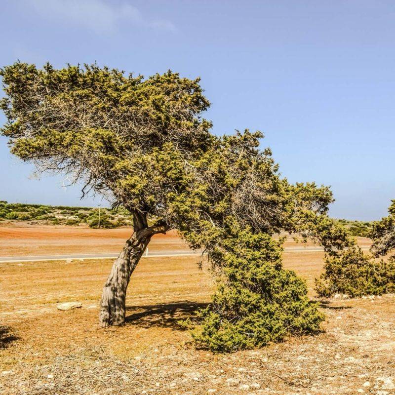 Genévrier de Phénicie (Juniperus phoenicea) - Godet - Taille 13/25cm - Pépinières Naudet - Image 1