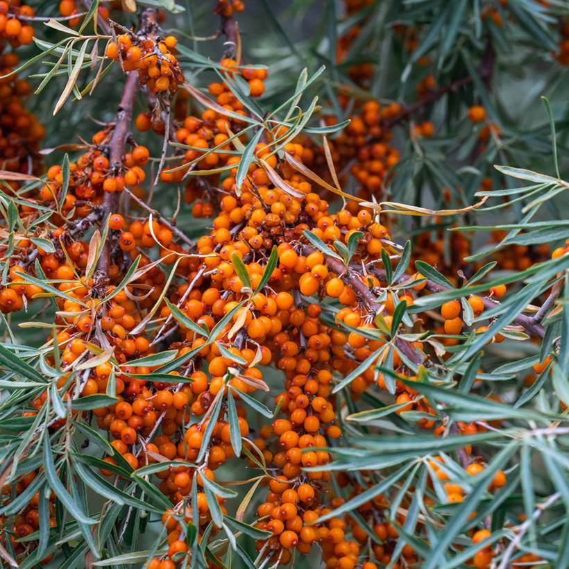 Promesse de Fleurs - Hippophae rhamnoides Sirola - Argousier femelle Pot de 4L/5L, Touffe