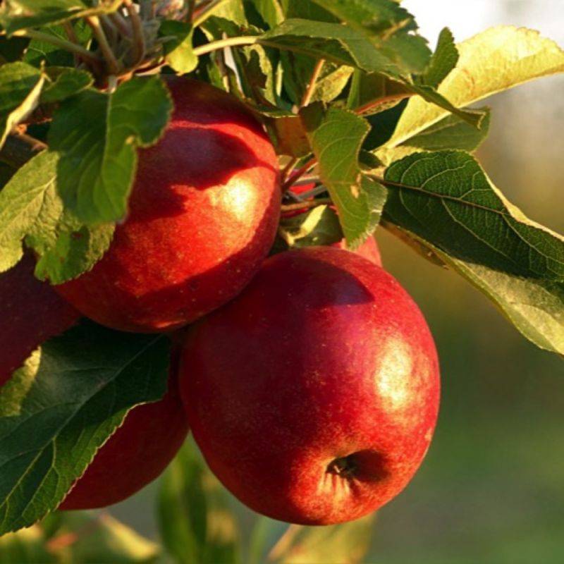 Pommier 'Fuji' (Malus domestica 'Fuji') - Scion de 80 à 100cm - Pépinières Naudet - Imagen 1