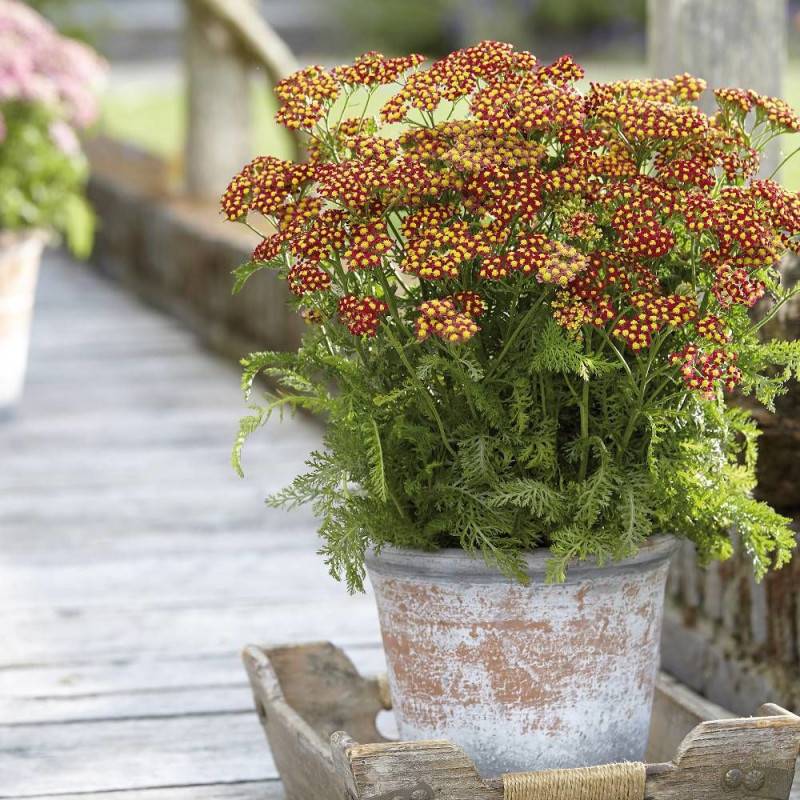 Achillée millefeuille Milly Rock™ Red à fleurs Rouge - feuillage Caduc - Pot de 3L - 20/40 cm-  hauteur à maturité De 0,50 m à 1,00 m - Imagen 1