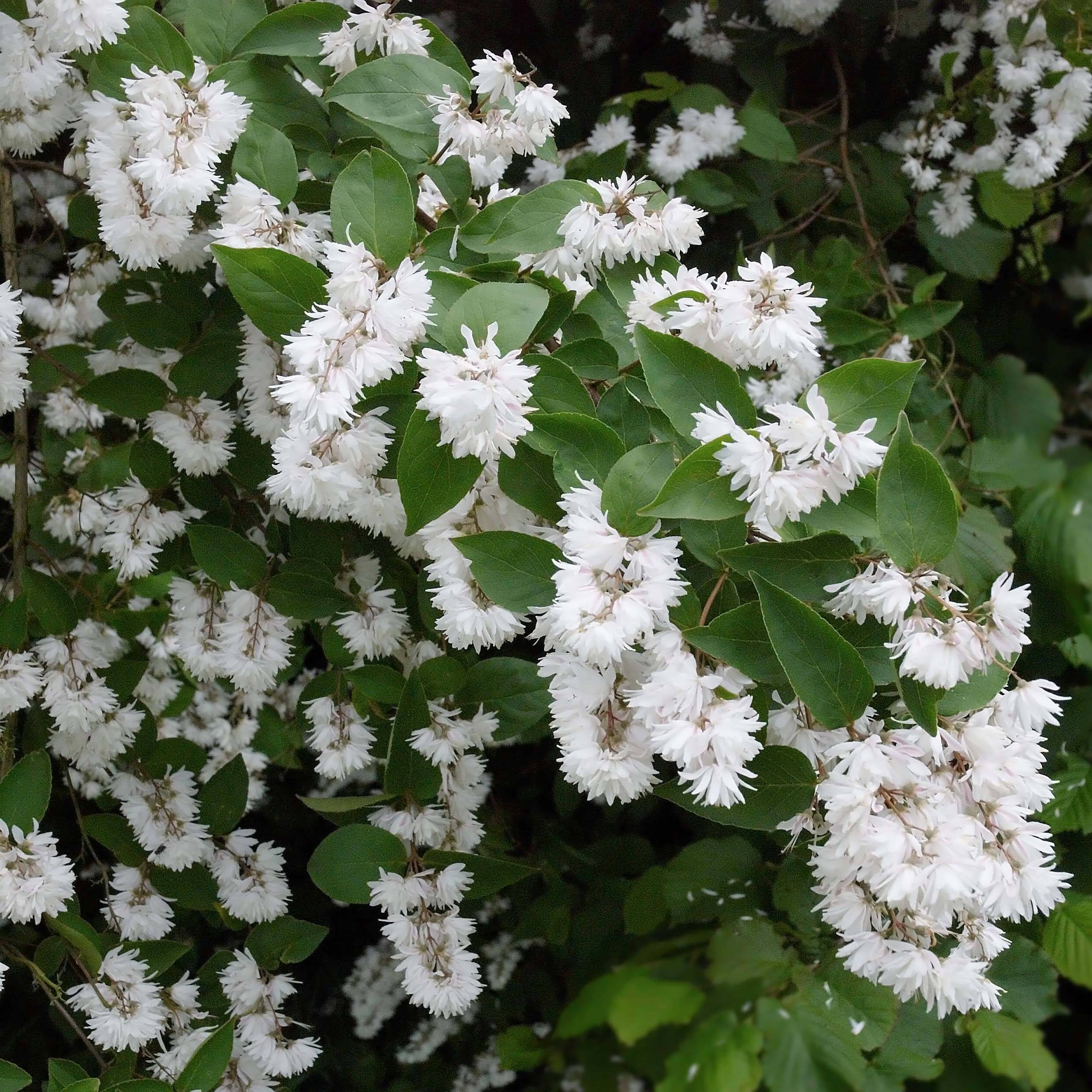 Deutzia crenata Pride of Rochester Godet de 8/9 cm