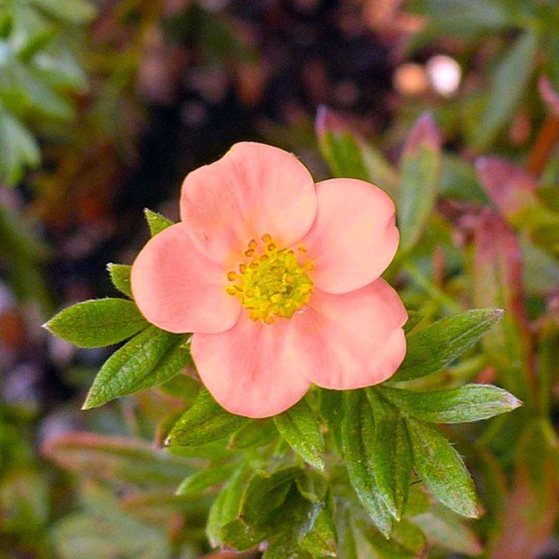 Potentille arbustive 'Lovely Pink' ® (Potentilla fruticosa 'Lovely Pink' ®) - Godet - Taille 10/15cm - Pépinières Naudet - Imagen 1