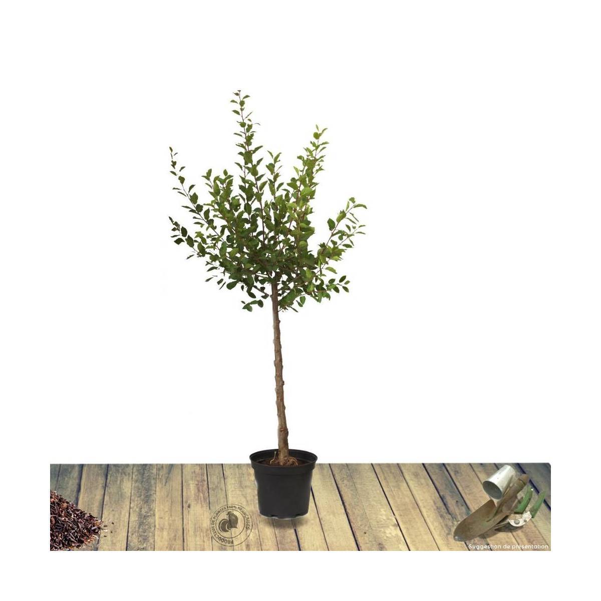 Abricotier Bergeron - Bon rendement - Pot de 10L - Gobelet 2 ans - 120/150 cm - De 3,00 m à 5,00 m - Imagen 3