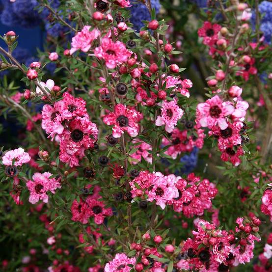Promesse de Fleurs - Leptospermum Coral candy - Arbre à thé Pot de 2L/3L - Image 1