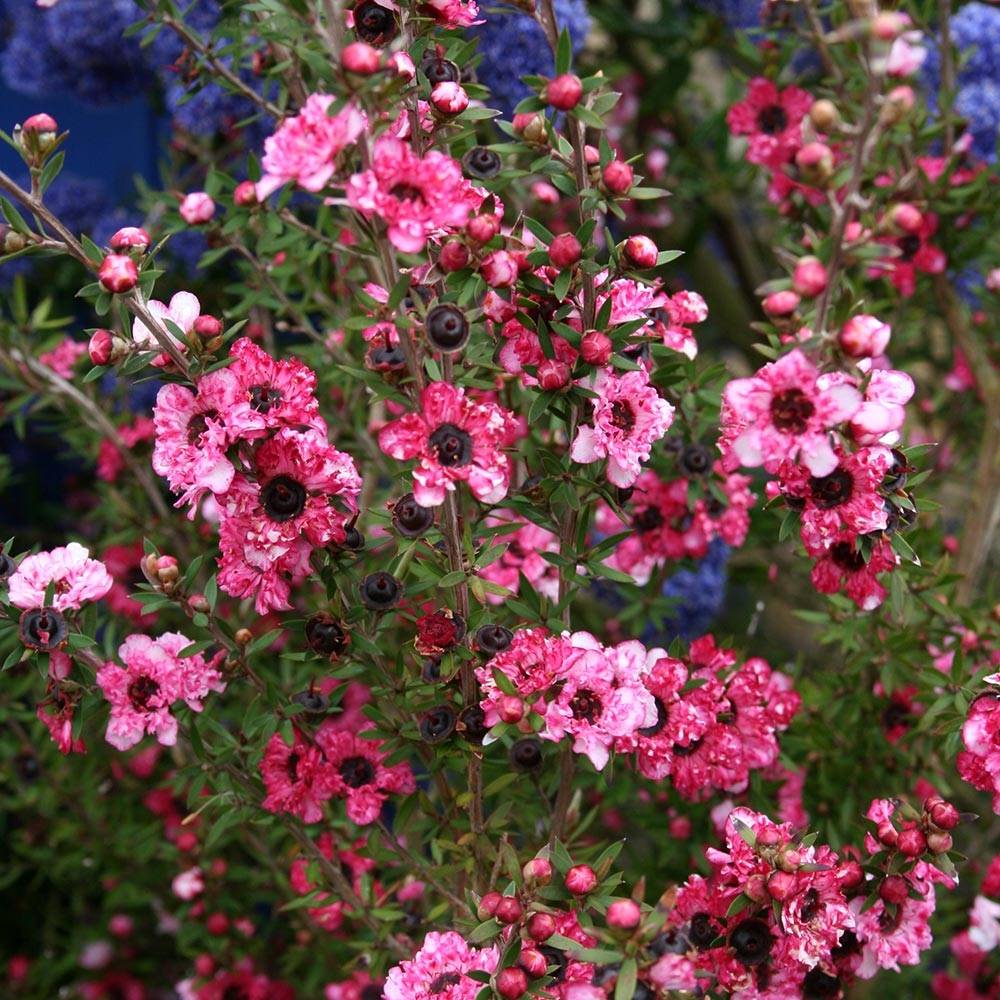 Promesse de Fleurs - Leptospermum Coral candy - Arbre à thé Pot de 2L/3L