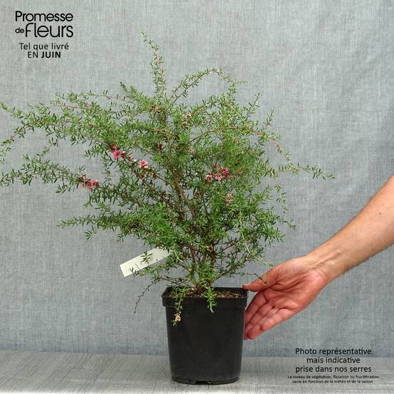 Promesse de Fleurs - Leptospermum Coral candy - Arbre à thé Pot de 2L/3L - Image 2