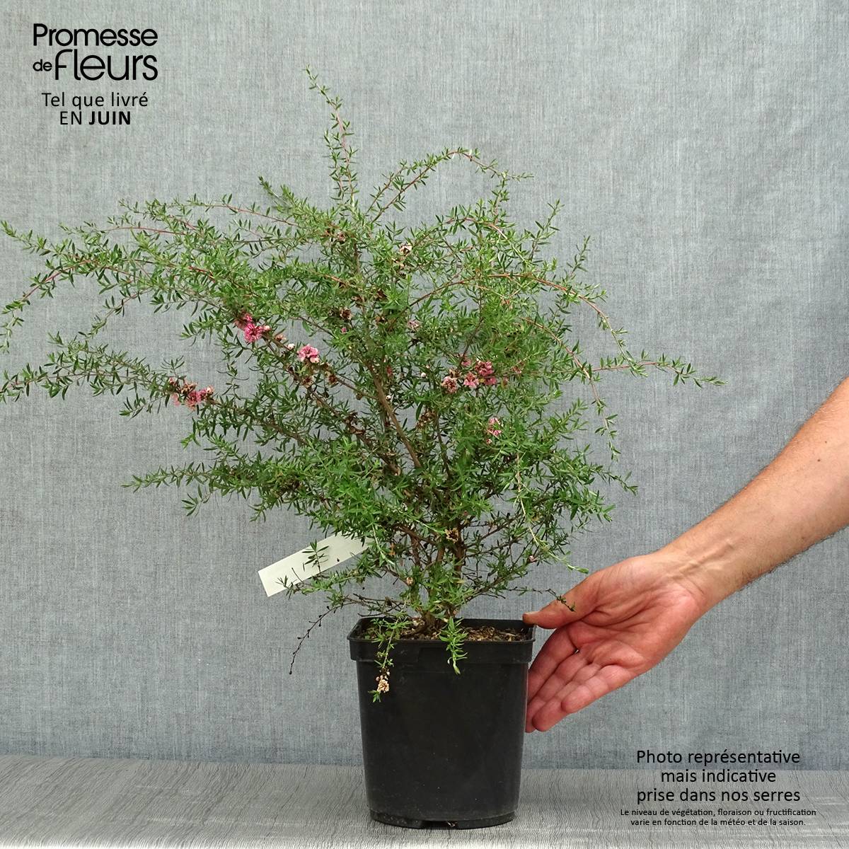 Promesse de Fleurs - Leptospermum Coral candy - Arbre à thé Pot de 2L/3L - Image 2