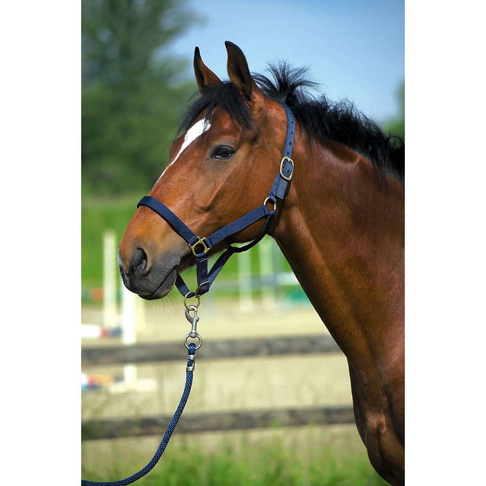 Norton Licol Cheval De Trait – Polypropylène Triple Épaisseur, Lien Métal, Brun, Lavable 30°C