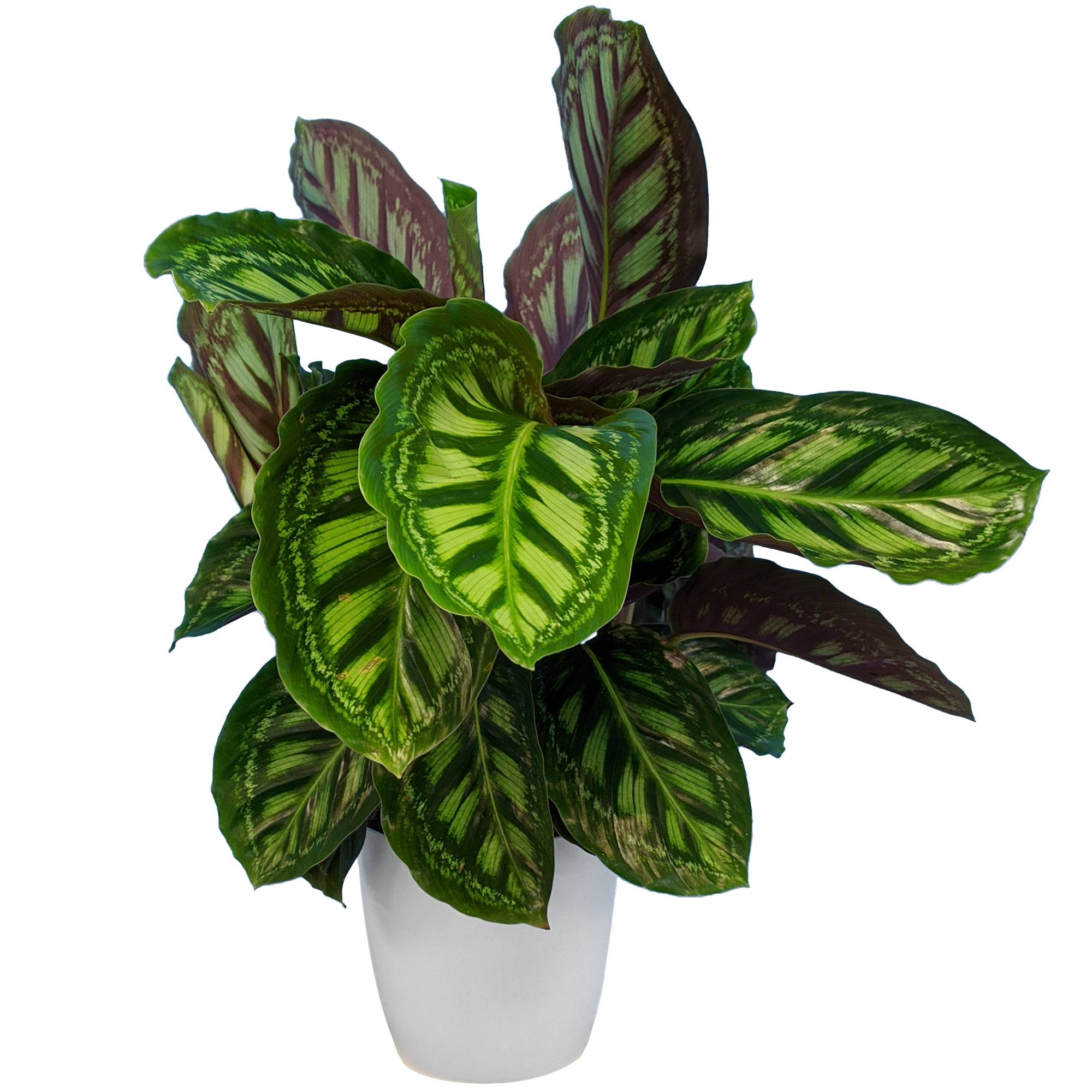 Gardenersdream - Plante D'Intérieur Calathea Flamestar Pour La Maison Ou Le Bureau (30 À 40 Cm Pot Inclus) - GardenersDream - Image 1