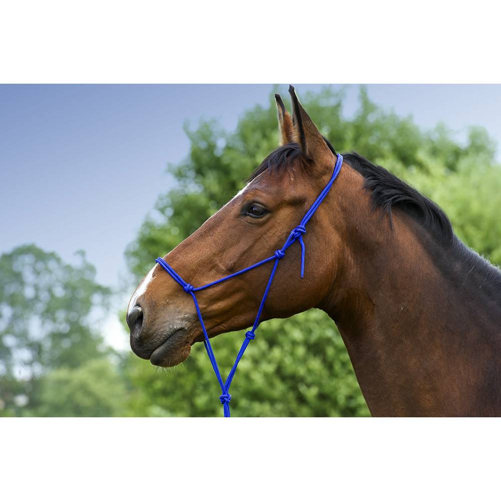 Norton - Licol Ethologique doux - Norton - Taille Cheval - Marine