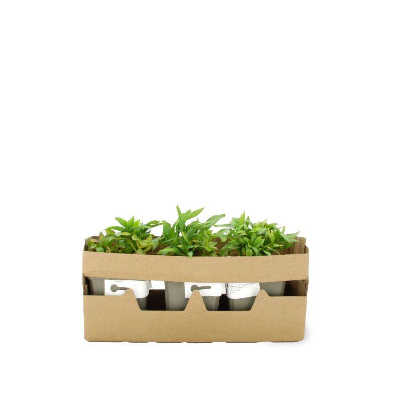 3 Lys des Incas 'Mazé' (Alstroemeria 'Mazé') - Lot de 3 vivaces - Pépinières Naudet - Image 4