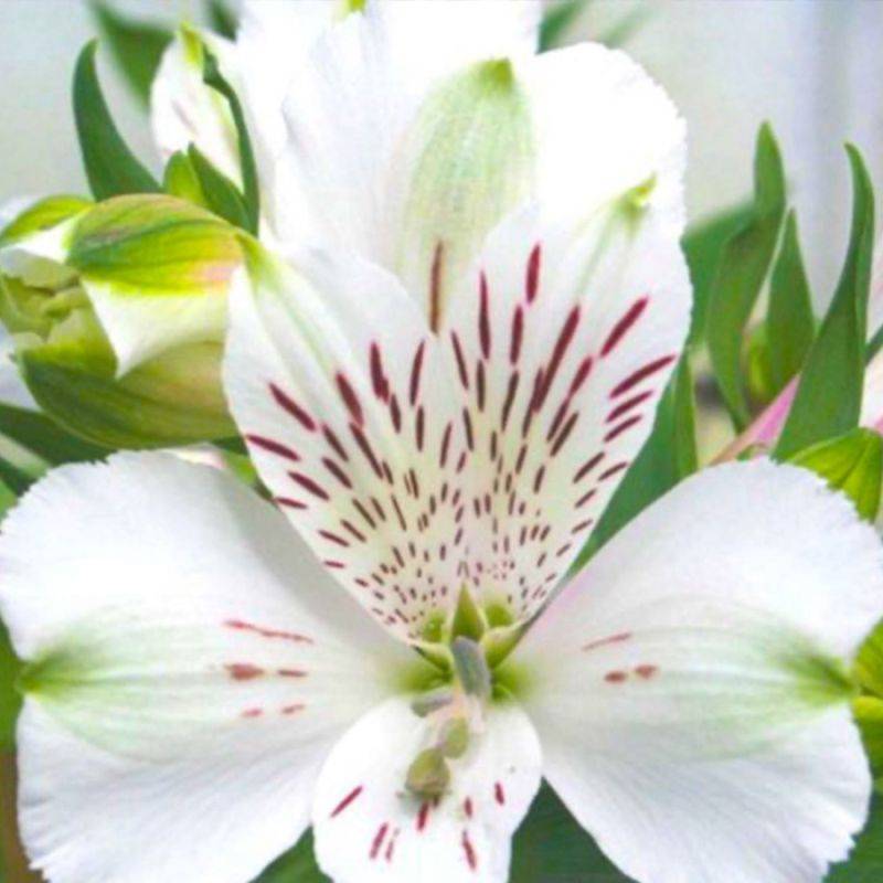 3 Lys des Incas 'Mazé' (Alstroemeria 'Mazé') - Lot de 3 vivaces - Pépinières Naudet - Image 1