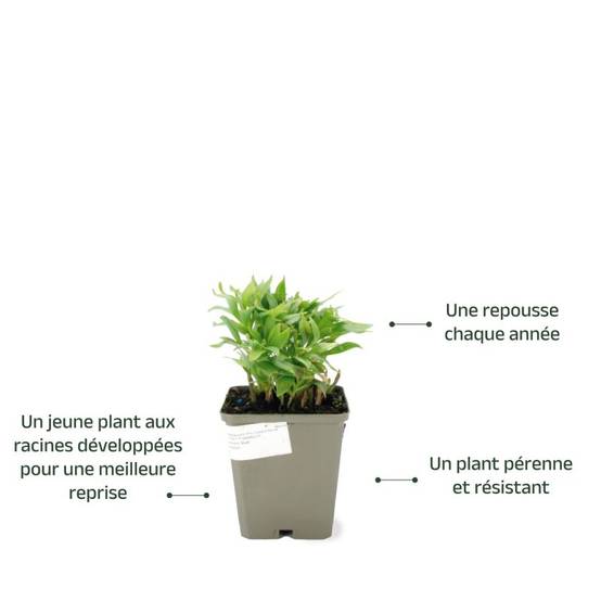3 Lys des Incas 'Mazé' (Alstroemeria 'Mazé') - Lot de 3 vivaces - Pépinières Naudet - Image 3