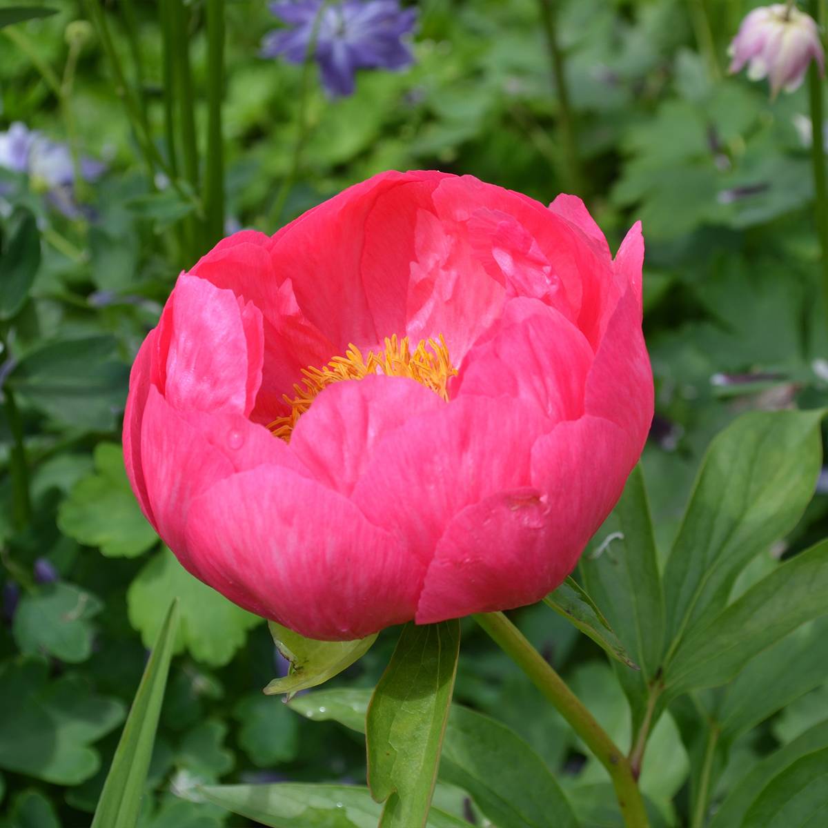 Pivoine lactiflora Coral Magic Pot de 3L/4L