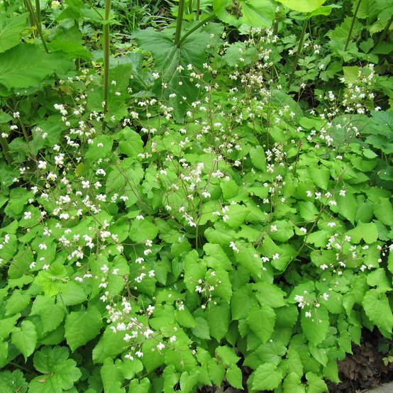 Epimedium grandiflorum Rubinkröne, Fleur des elfes Godet de 8/9 cm