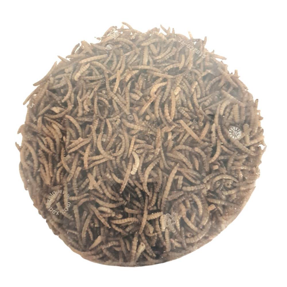 Vers de farine séchés PickNick seau de 540 g pour oiseaux - Image 4