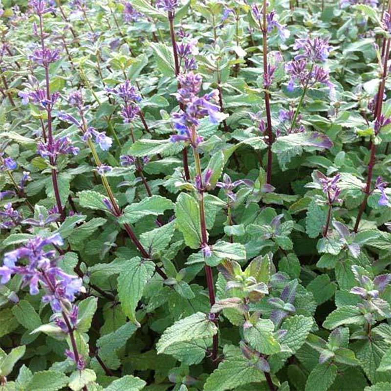 Promesse de Fleurs - Nepeta grandiflora Bramdean Godet de 8/9 cm