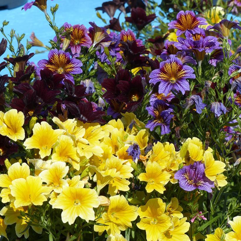 Graines de Salpiglossis sinuata Royale F1 Mix le sachet de 25 graines environ