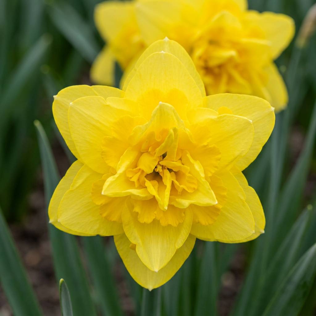 La Green Touch - Narcisse Golden Ducat - 20 bulbes - Image 1