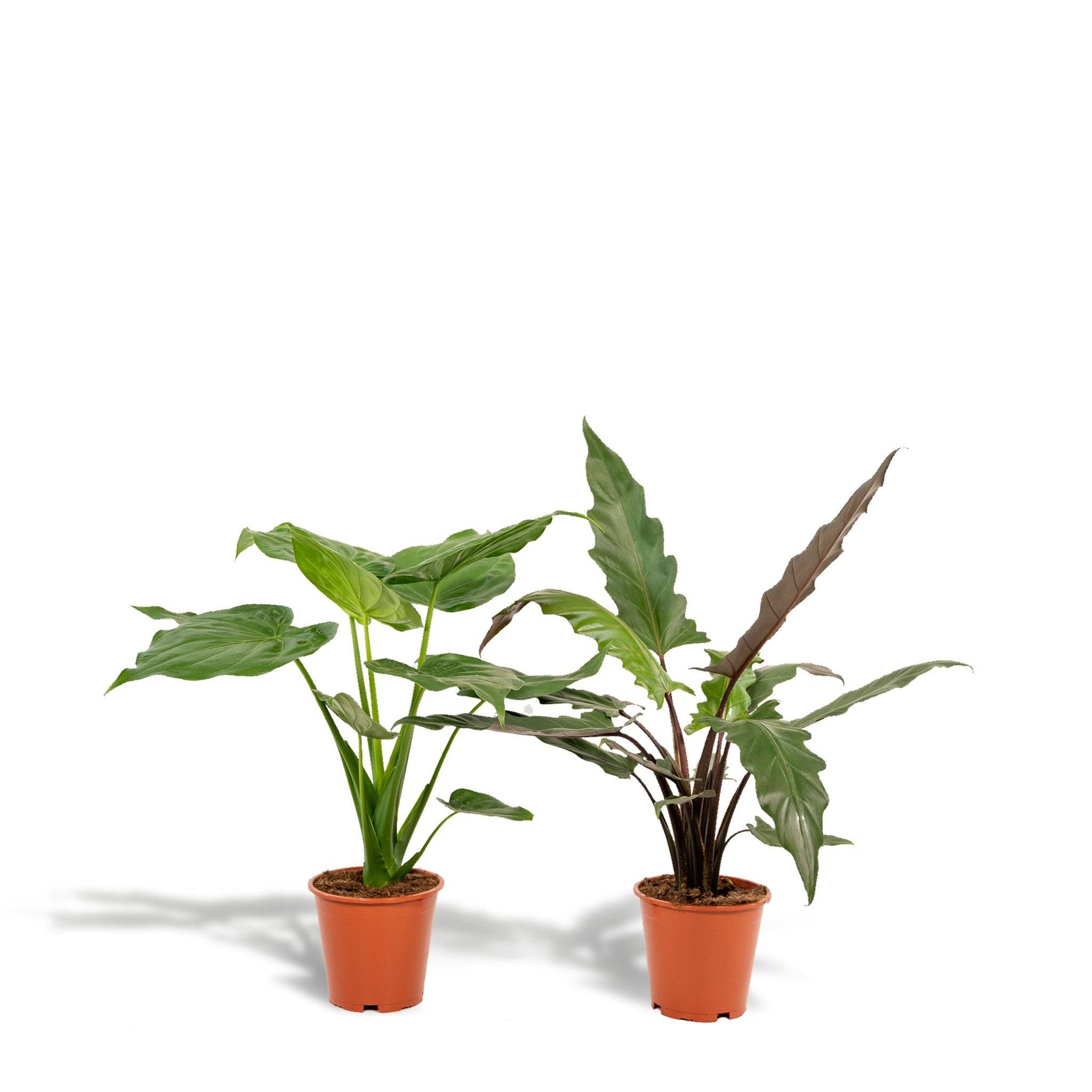 La Green Touch - Alocasia Cucullata - H19cm - Imagen 2