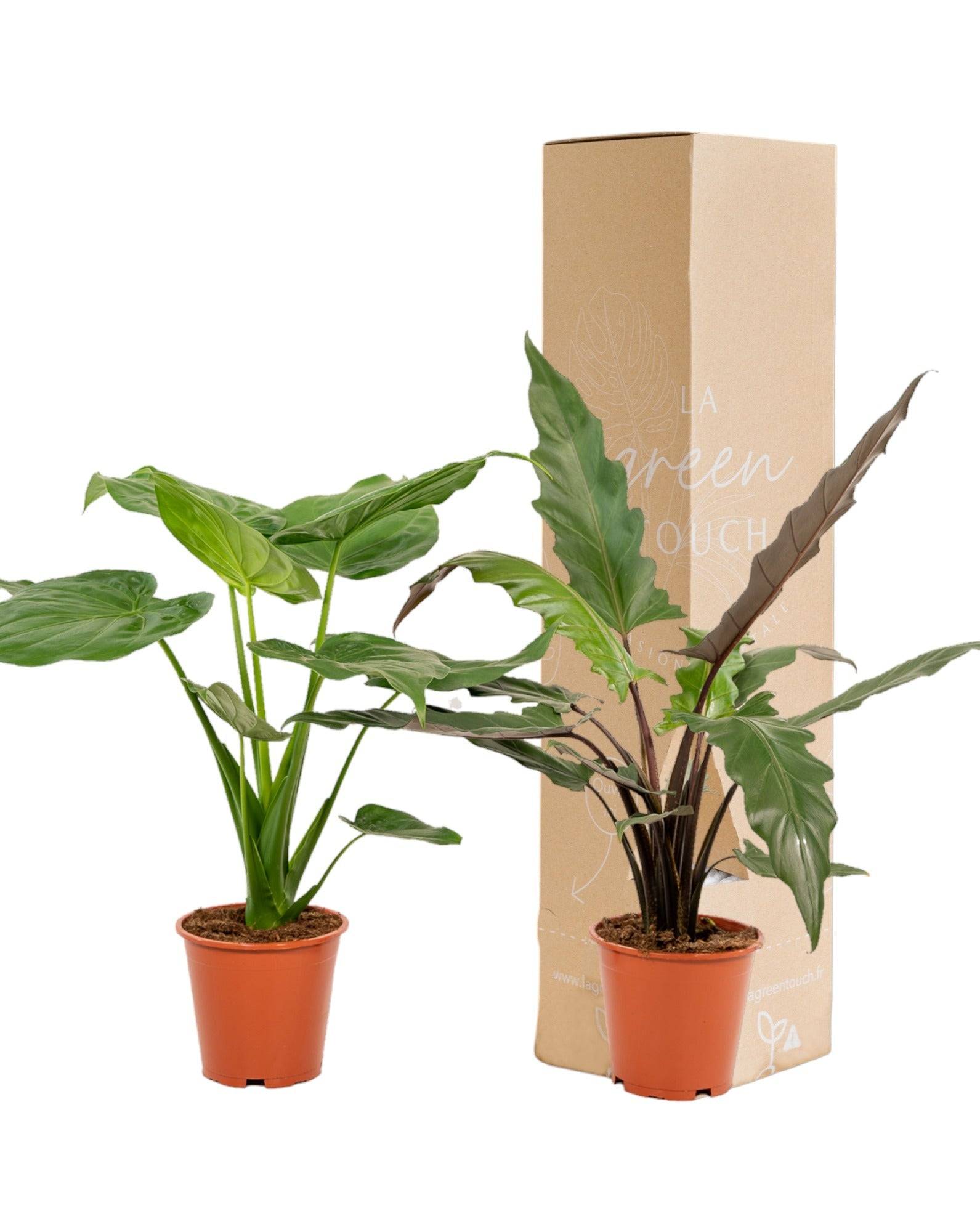 La Green Touch - Alocasia Cucullata - H19cm - Imagen 1