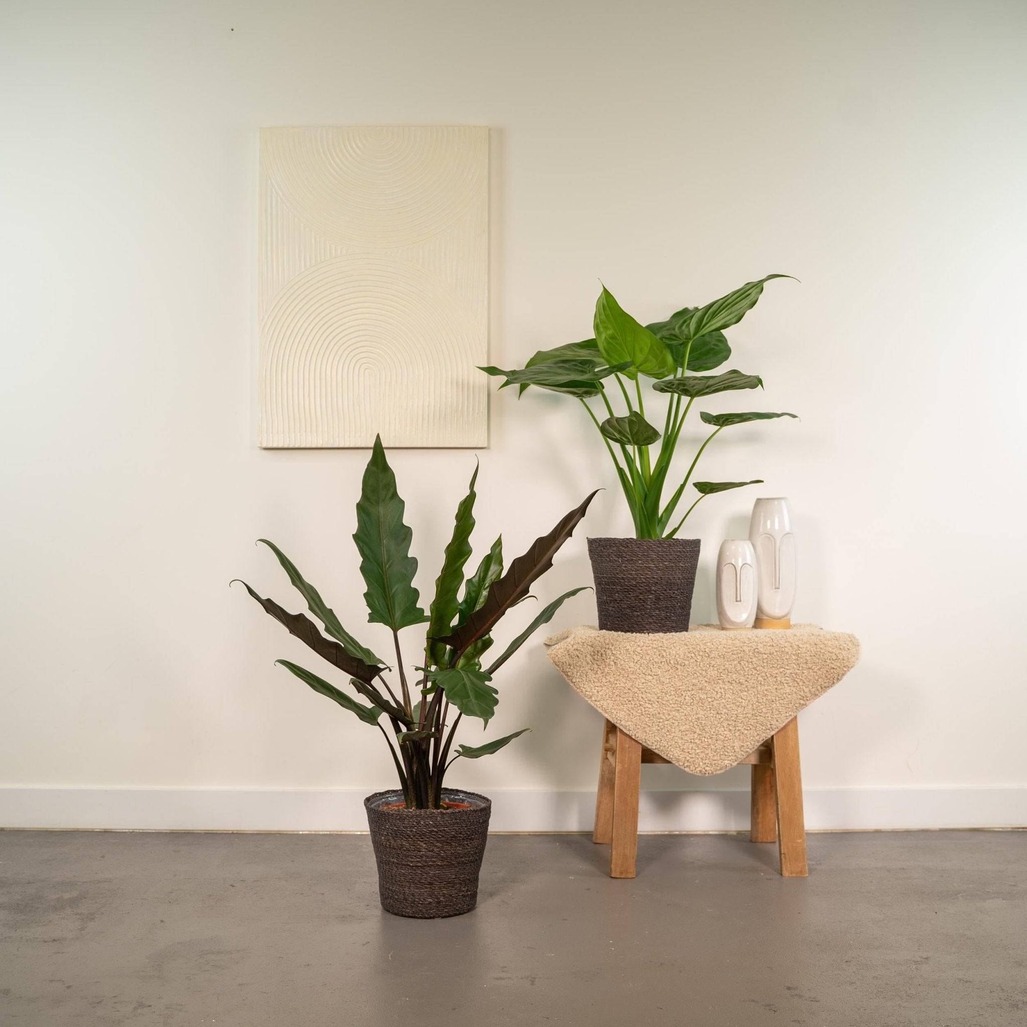La Green Touch - Alocasia Cucullata - H19cm - Imagen 3